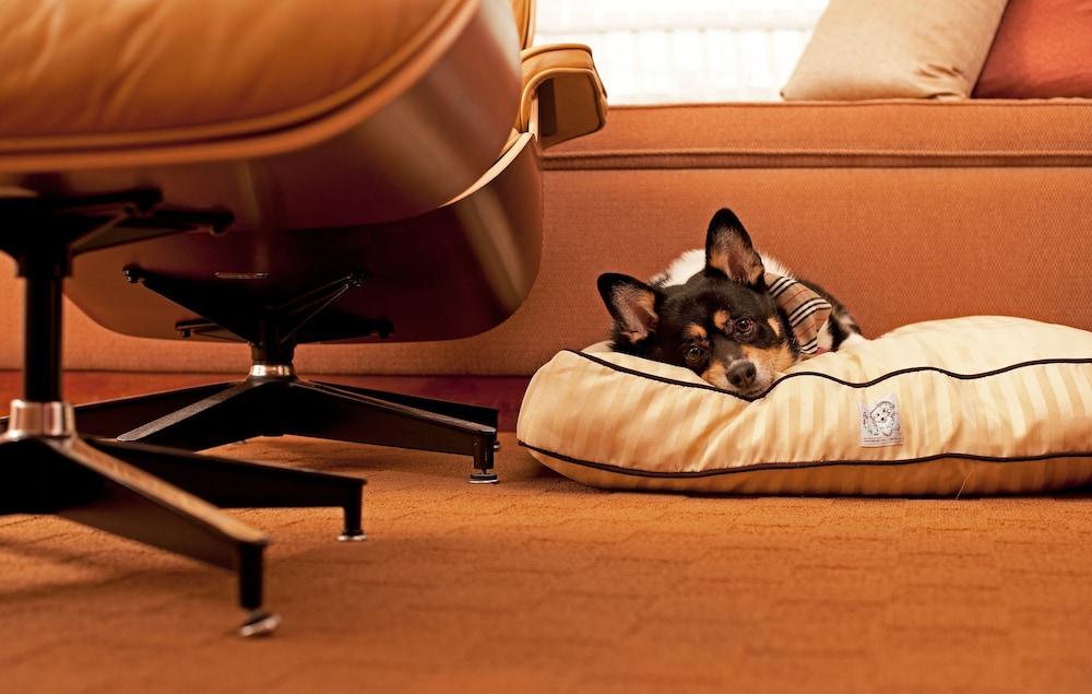 Hyatt Place Gurgaon Udyog Vihar Extérieur photo A dog on a dog bed